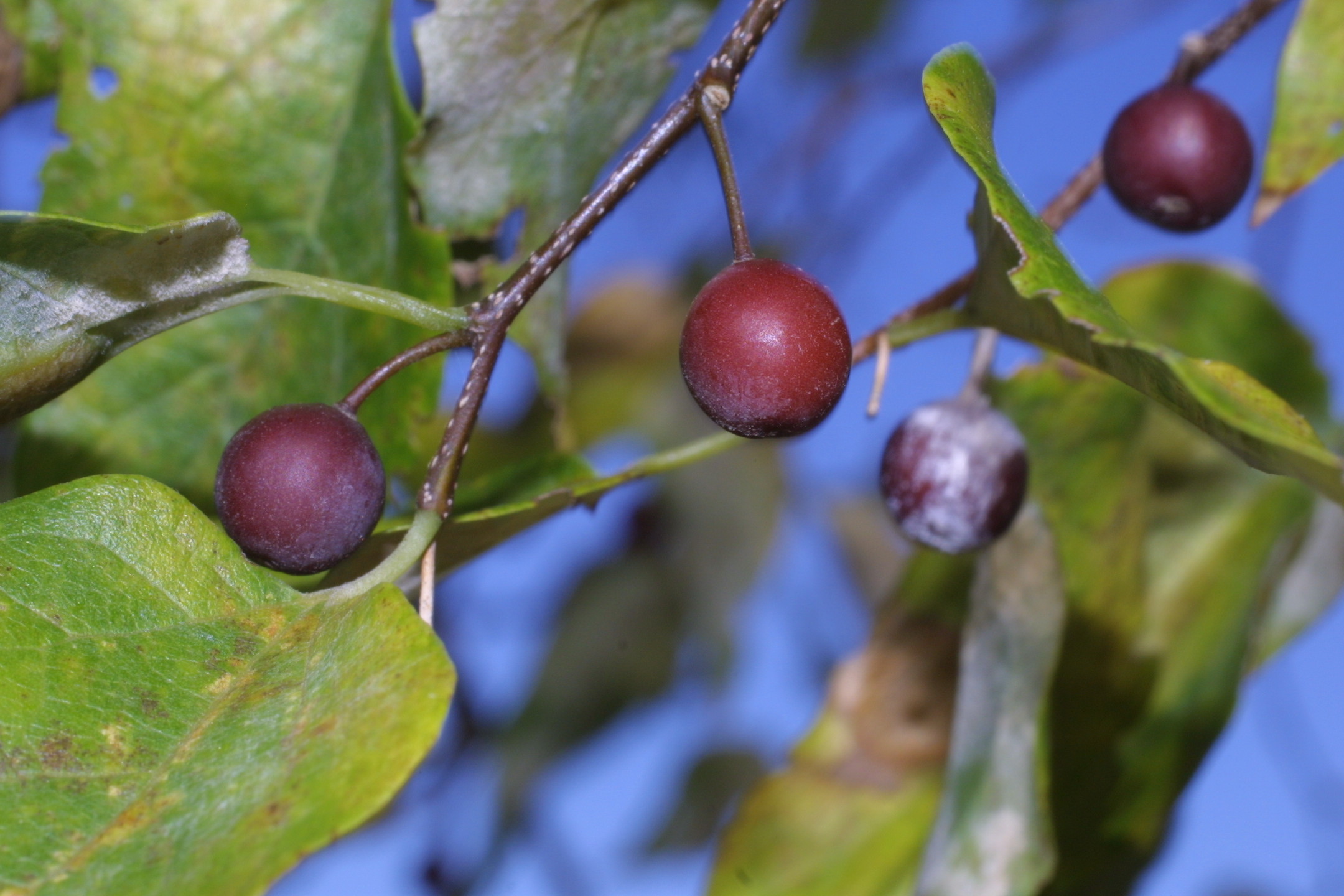 Berry Image