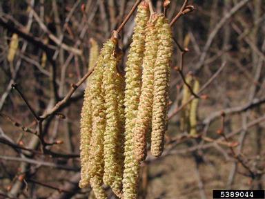 Catkin Image