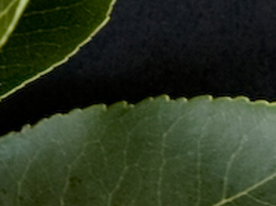 Toothed Edge Image