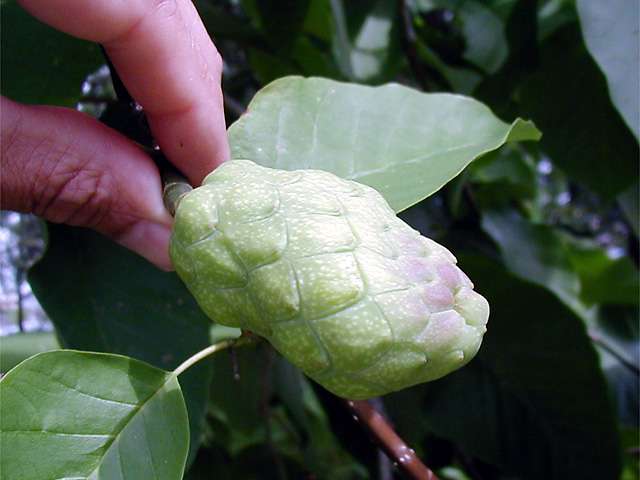 Other Image