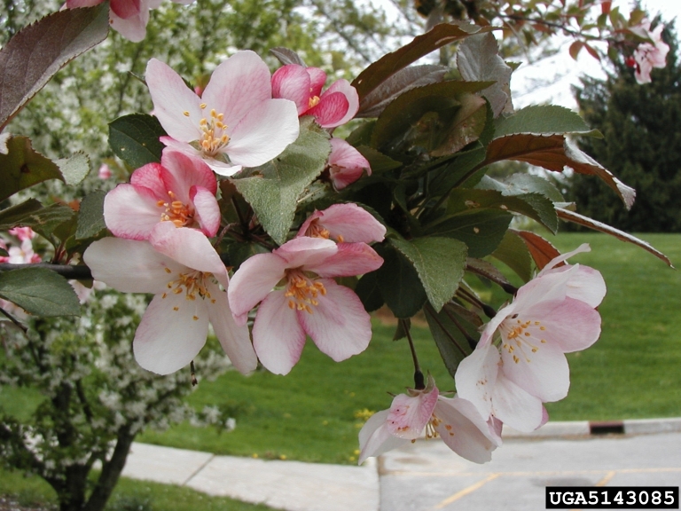 Petaled Flower Image