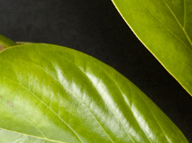 Smooth Edge Image