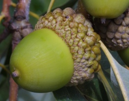 Acorn Image