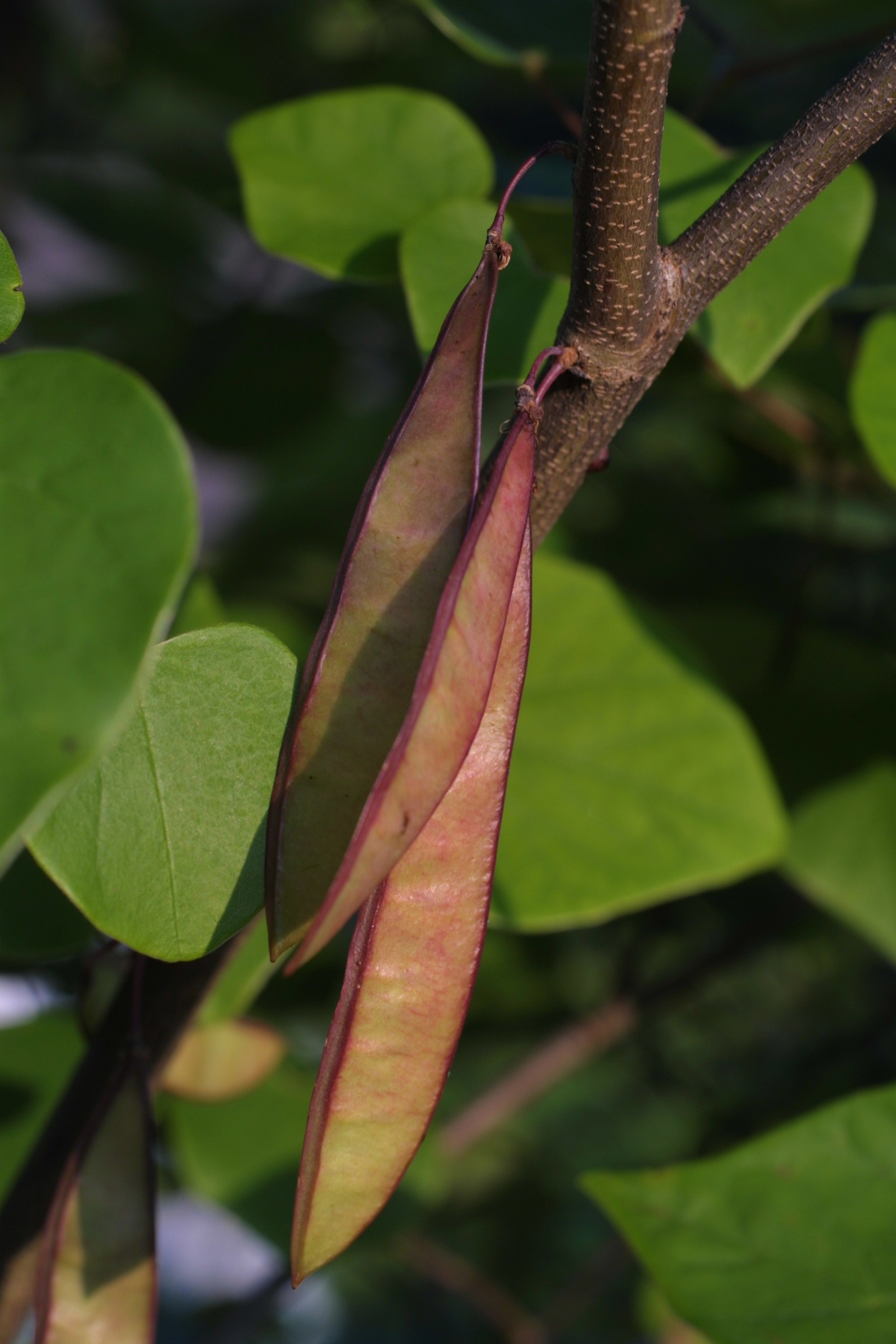 Seed Pod Image